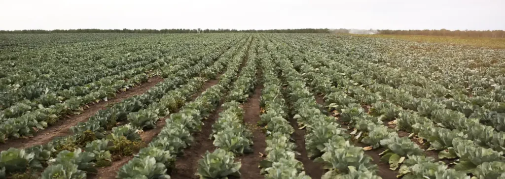 kapusta uprawa small