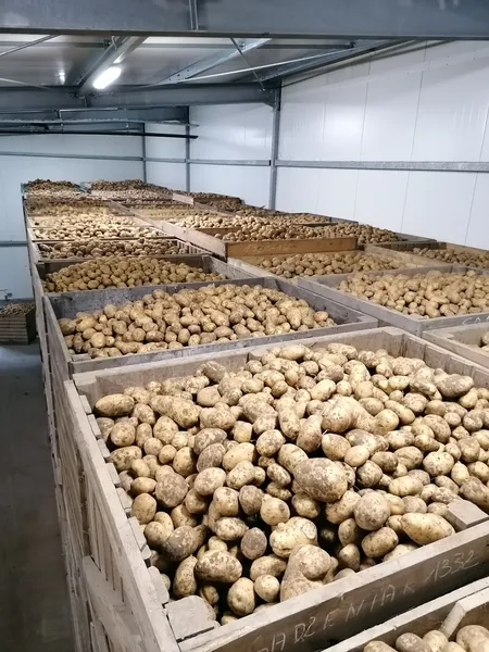 ziemnaiki 450 600 10