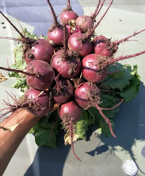 ziemnaiki 600 728 17