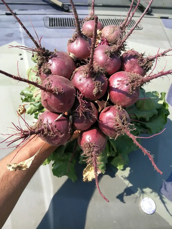 ziemnaiki 600 800 15