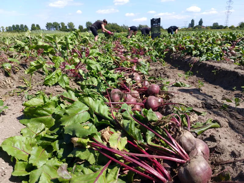 ziemnaiki 800 600 19