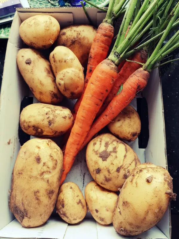 ziemnaiki marchew 600 800 2